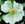 Rosa omeiensis pteracantha - 