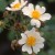 Rosa phoenicia - 