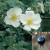 Rosa pimpinellifolia - 