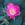 Rosa pomifera - 