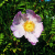 Rosa roxburghii - 