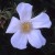 Rosa rugosa Alba - 