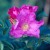Rosa rugosa typica - 