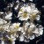 Rosa soulieana - 