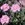 Rosa stellata mirifica - 