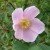 Rosa suffulta - 