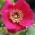 Rosa sweginzowii macrocarpa - 