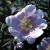 Rosa woodsii fendlerii - 