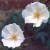 Rosa x 'cantabrigiensis' - 