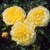 Rosa x harisonii - 