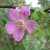 Rosa x hibernica - 