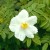 Rosa x micrugosa alba - 