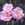 Rose d'Amour - 