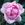Rose d'Orsay - 