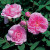 Rose de Meaux - 