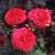 Rosemary Rose - 