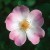 Rosy Cushion - 