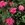 Rouletii - 