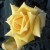 Royal Gold - 