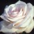 Royal Highness - 