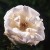 Royal Smile - 