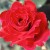 Royal William - 