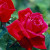 Ruby Wedding - 