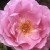 Ruhm von Steinfurth - 