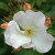 Sally Holmes - 