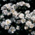 Sanders White - 