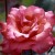 Sandringham Centenary - 
