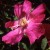 Sanguinea - 