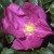 Scabrosa - 