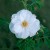 Schneezwerg - 
