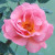 Shot Silk - 
