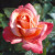 Silver Jubilee - 