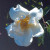 Silver Moon - 