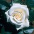 Silver Wedding - 