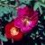 Single Cherry - 