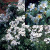 Sir Cedric Morris - 