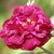 Sissinghurst Castle - 