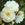 Snowball - 