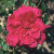 Souvenir de Claudius Denoyel - 