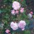 Spectabilis - 