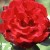 Summer Fragrance - 