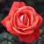Super Star - 