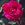 Surpassing Beauty - 