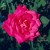 Susan Hampshire - 