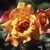 Sutters Gold - 