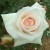 Swan Lake - 
